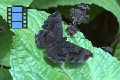 Scene 10_Dark brown Skipper on leaf